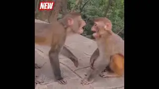 Dekho first time monkey kiss 💋💋💋 she monkey 🐒#trending