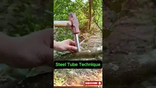 Steel Tube Technique: New Innovation in Fruit Tree Grafting #grafting #smartfarming #organicfarming