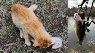 Cat Stole My Fish! - Swimbait and Finesse Fishing a Large Pond
