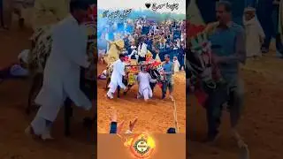 Karah News 2025 #jalsakarah #karhanews #youtubeshorts #gujarkhan #pothwar chardha Suraj