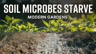 Why Soil Microbes Starve in Modern Gardens