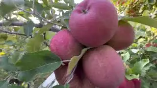 Esto pasa  cuando no le hacen  descuate a las manzanas fujis