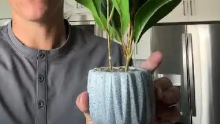 Juvale Small Artificial Ficus Plant Potted in Small Gray Cement Planter for Home Decor Review