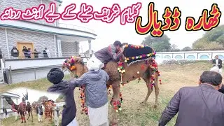 Thara Dadyal| Kalyam Sharif Mela Start 2024|Big Program video|Israr Ahmed official