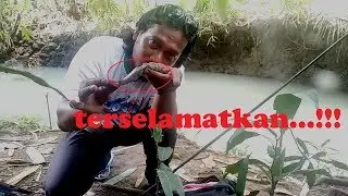 #vlog17 mancing hutan bambu panen gabus ma tawes