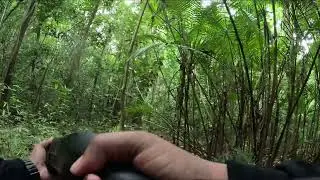 Hunting Agouti Trinidad and Tobago 2025/2026 Season