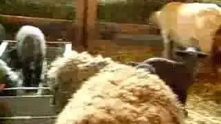 Lambs Eating
