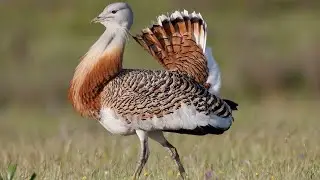 GLORIOSAS AVUTARDAS | DOCUMENTAL de CIENCIA | Somos Documentales