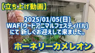 【立ち上げ動画】2025/01/05 WAFにてお迎え【ホーネリーカメレオン】