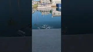 Spotted bay bass release: Newport Harbor@kentgreenbaum #spottedbaybass    #saltwaterfishing
