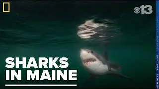 Maine-based photographer shares story of getting shark picture for National Geographic