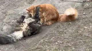 ENERGIZER: Playful fight of two Maine coon brothers