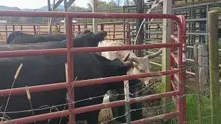  adorable cows drinking water lol