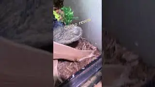Lizard reveal #shorts #gecko #lizard