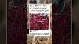 poor seal what a pity