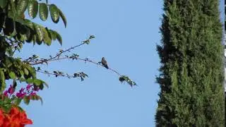 Dusky Hummingbird
