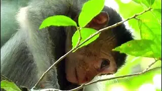 Poor Orphan Baby Monkey Dustin , Dustin Baby Hopeless In Life No Mom Care | sounds Monkey