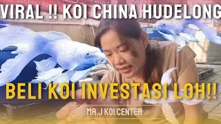 VIRAL IKAN KOI HUDIELONG ADA DI MR J KOI CENTER!!! BARU NAMANYA INVESTASI BELI KOI INI.