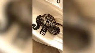 Snake Died during Shipping :(