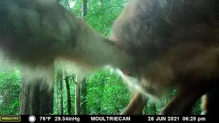 Fox pooing on my camera