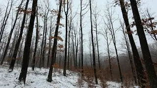 Relaxing Forest Snowfall 4K