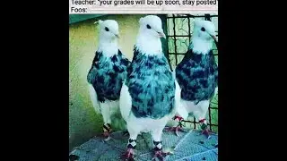 Ranked with PsyQo kolby and Silk