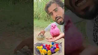 Hen Baby melodious sound, Cutie colored chicken chick video #birds #wildlife 🥰😍😍😍