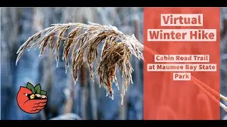 Maumee Bay State Park's Cabin Road Trail