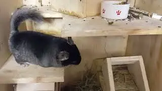 A homemade house for a chinchilla after a year of use. Самодельное жилище для шиншиллы.