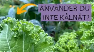 Använder du inte kålnät? En vanlig fråga som jag får under trädgårdsvisningarna.