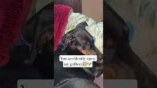 daisy🐶💫#doberman#pets#petlover#life#like#subscribe#minivlog#shortvideo#makeup#love#bhojpuri#dog