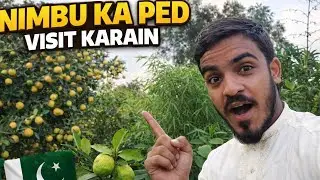 😱 Nimbu Ka Ped Dekh Kar Hairan Reh Jaoge | Village Garden Visit Pakistan 🇵🇰