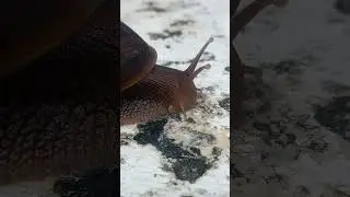 This snail rainy life, They only come out when the place wet or rainy day, #shorts #viral