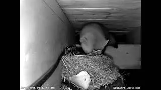 Amsel-Nestraub durch Marder im Juni 2025 Teil 1