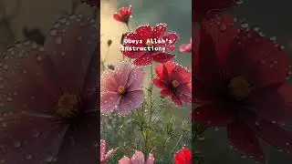 Allah&rsquo;s instructions is the best 🤲❤️