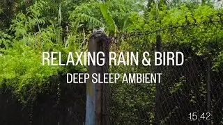 Heavy Rain on Green Garden & Swallow Bird Sounds - Pure Nature Ambience (No Music)