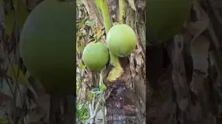 green coconut amazing speed cutting skills #satisfying #asmr #coconutcutting #shorts