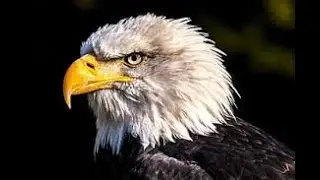 The best of Eagle Attacks :eagles nest,eagle,eagle eye,eagle creek,eagles a eagle hunting