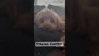 Staring Contest! See if you can beat him! 🤪🤪🤪#shorts #dog #dop2 #viral #funny