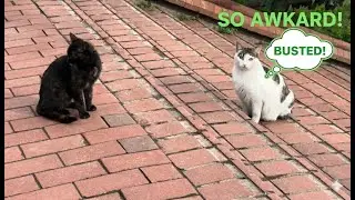 The Most Awkward Cat Encounter in Istanbul... 😹