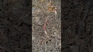 Baby worm