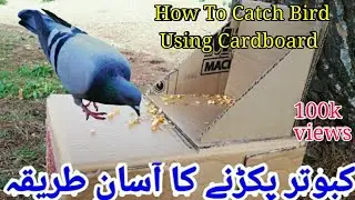 Kabootar Pakadne Ka Tarika || how to catch wild pigeons || jangli kabootar Pigeon Trap