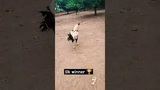 1lk winner 🏆 full speed