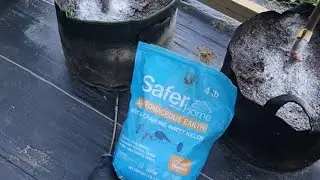 Natural and Safe and Effective Way To Eliminate Ants and Crawling Insects in Your Garden and Figs