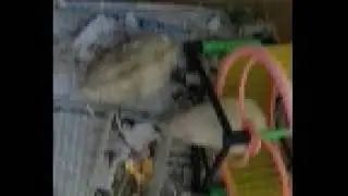 dwarf hamster vs mouse fighting!!! 2