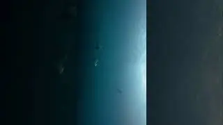 Mobula Rays in Action!