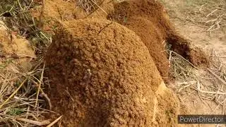 Termite Mound /Isoptera mound .