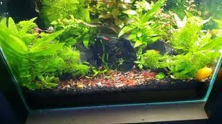 Aquário 54l com neocaridinas