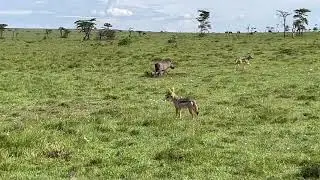 Deux chacals chassent les petits d'un couple de phacochères, dans le Massaï Mara, Kenya - 4K