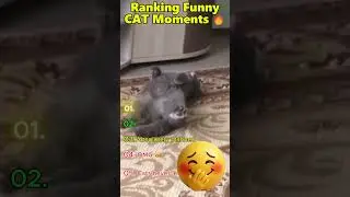 Ranking Epic Cat Moments 😹 | Lustigste Katzen Fails #shorts #funny #lustigekatzen #catmoments #viral